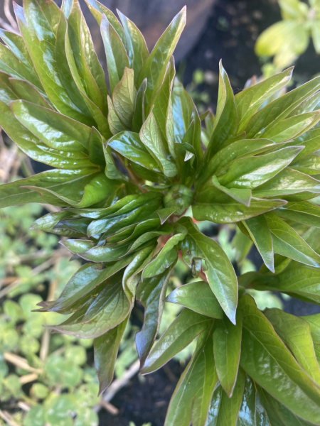 Have your peonies sprouted yet?