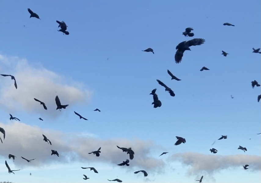 To start shooting crows on my roof...
