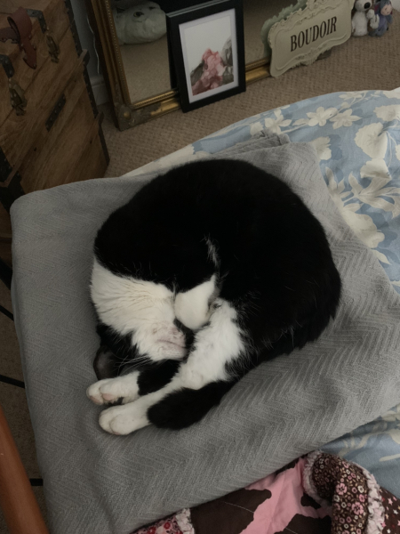 Hundreds of cats, thousands of cats, millions and billions and trillions of cats