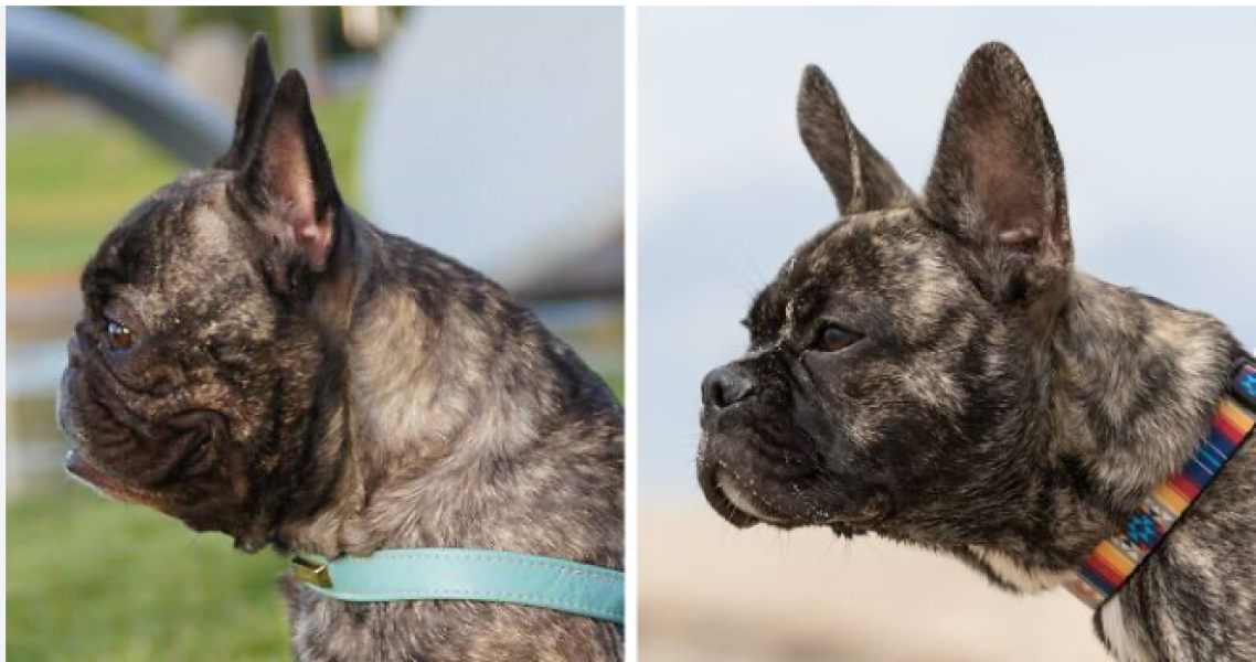 Moonpig Ban Flat-Faced Dog Cards