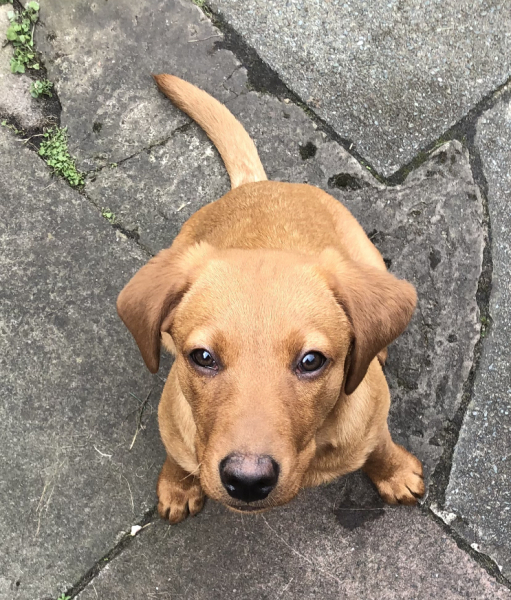 Tell me everything I need to know about Labradors please!