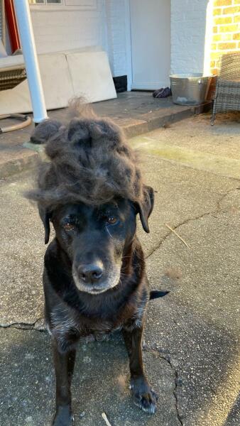 Tell me everything I need to know about Labradors please!