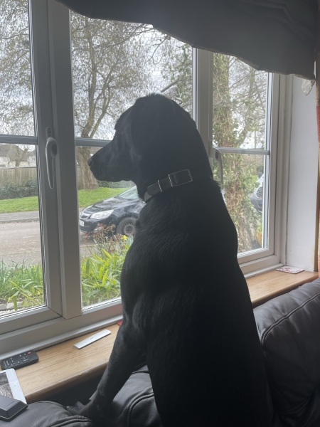 Does anyone's dog look through window 
