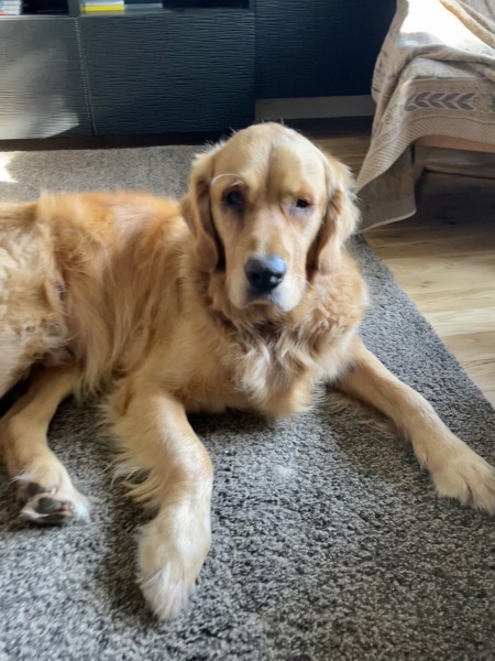 Golden Retriever? 