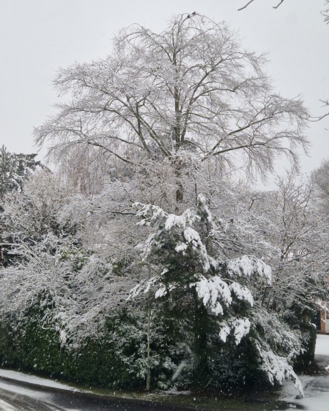 Snow Day!!!
