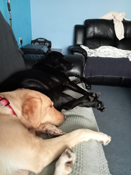 Tell me everything I need to know about Labradors please!