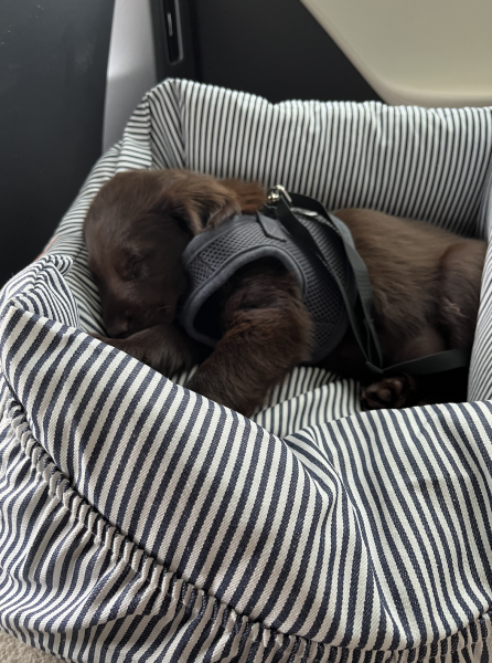 2 hour car journey to bring new puppy home