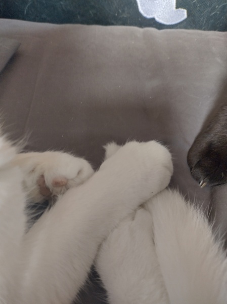 to think your tail is your own responsibility