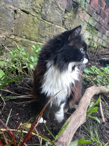 Cats used to be worshiped as Gods...