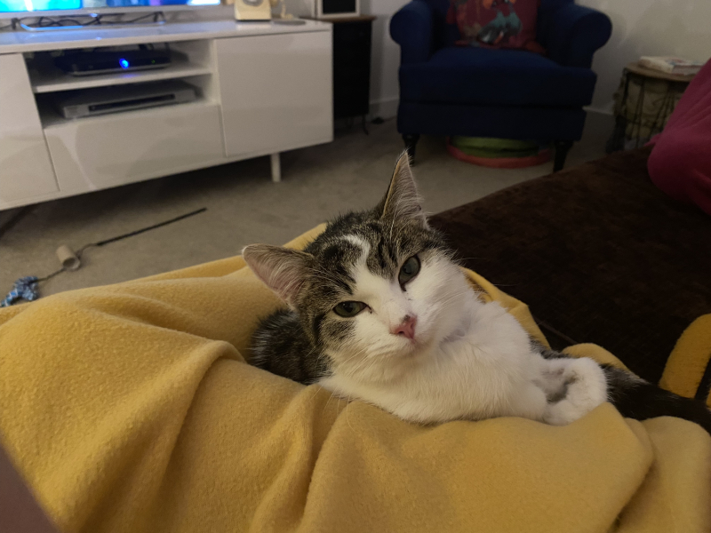 Is my adoptee poorly?