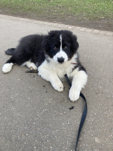 Hating life with a puppy