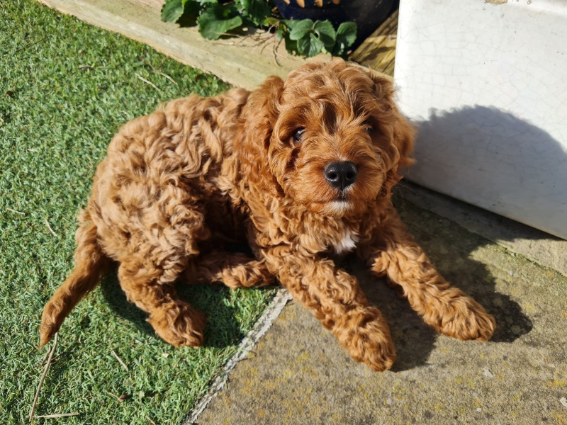 Puppy Survival Thread - as we approach Fireworks night for the first time…