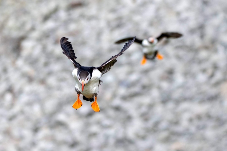 A question about Corvids