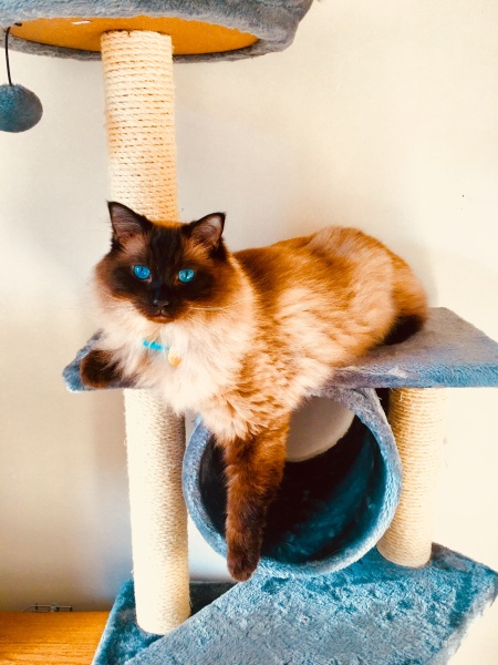 Adopting a rescue ragdoll