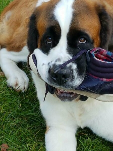 The Sneaker Monster Strikes!