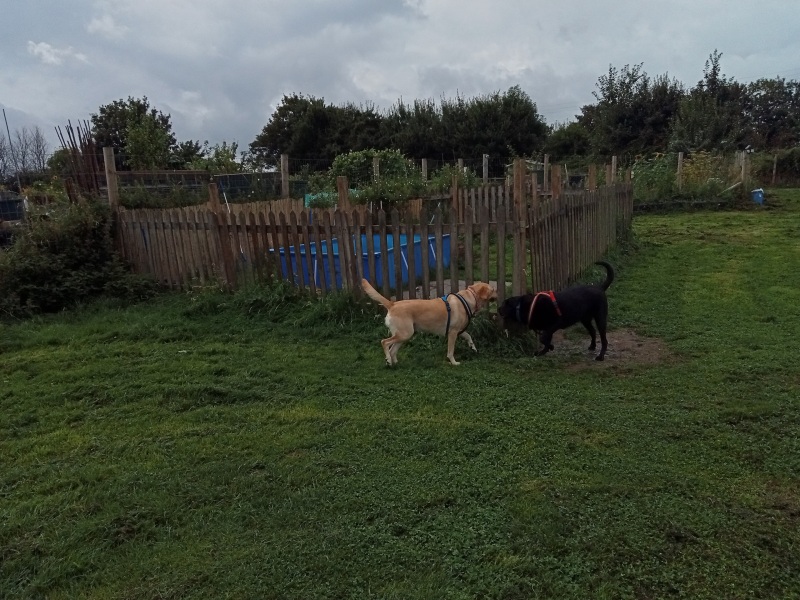 Tell me everything I need to know about Labradors please!