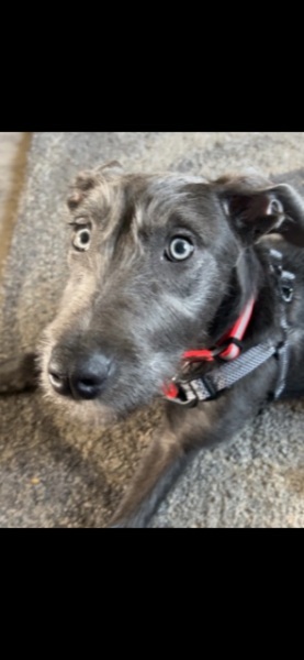 Rescue pup- any guesses on his breed?