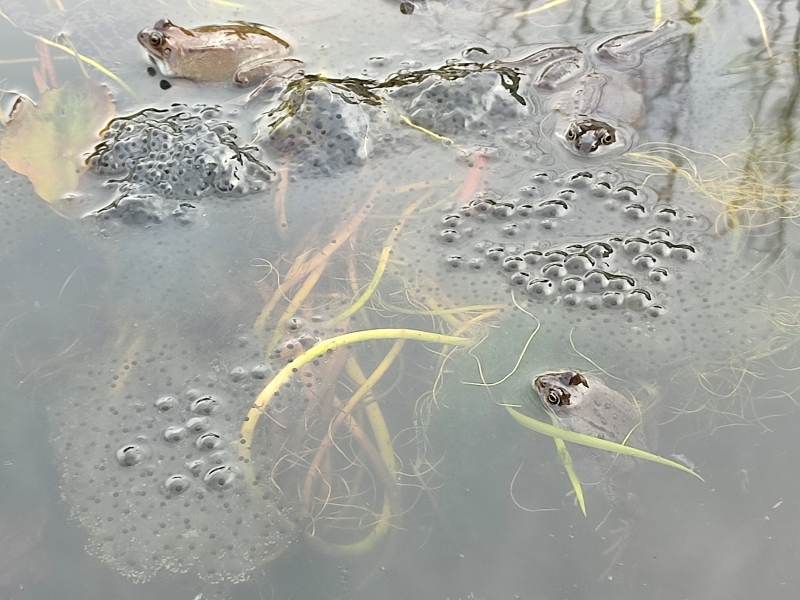 Spring Weather watch