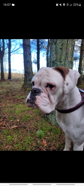 Put me off getting a boxer puppy! 