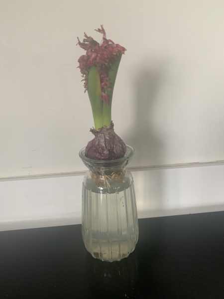 Pathetic hyacinth