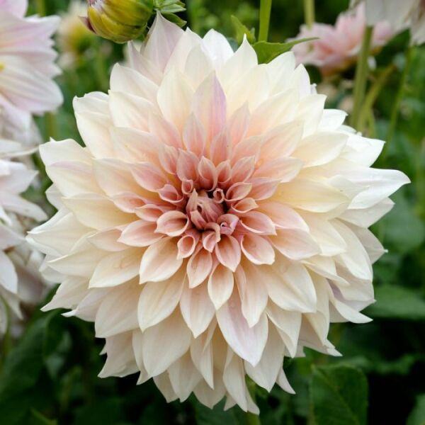 Dahlias 2023