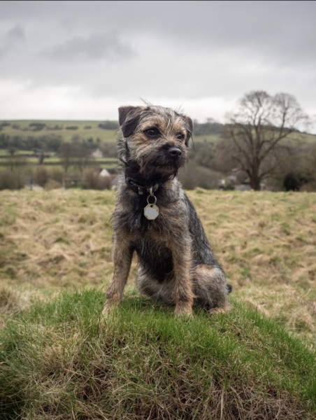 Puppy recommendations 