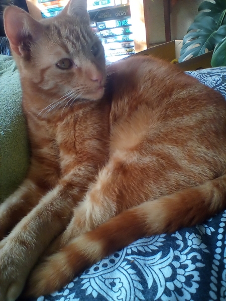 My cat is a MASSIVE WANKER