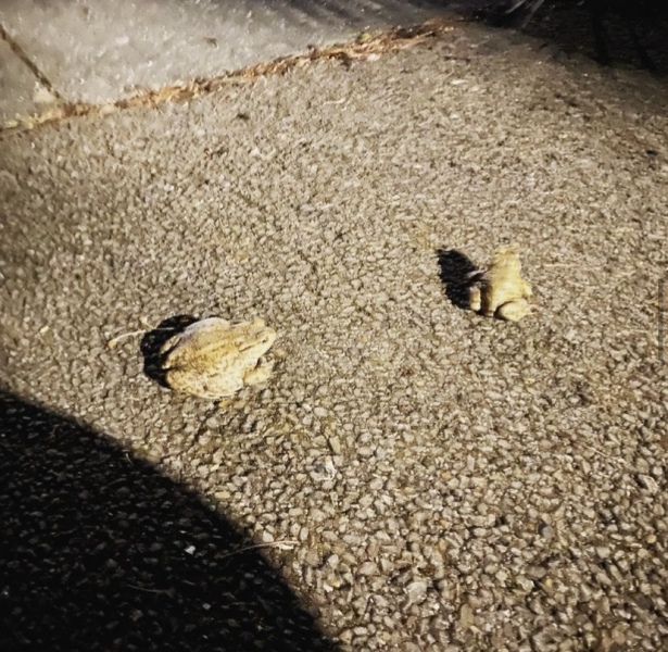 Thread 6 - TalkExiles: "Yup, still round."