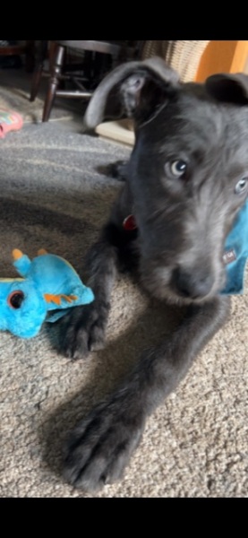 Rescue pup- any guesses on his breed?