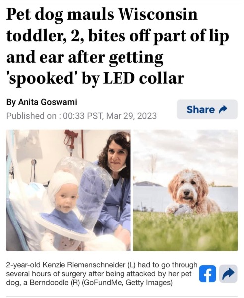 Dog attack: American Bulleys AGAIN (trigger warning)
