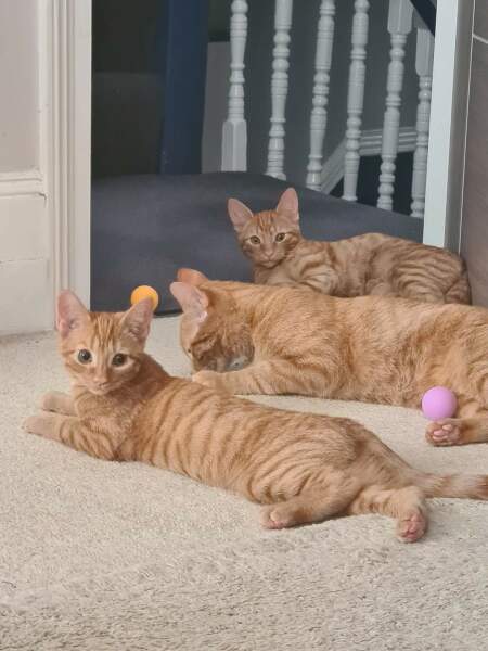 3 babies! 
