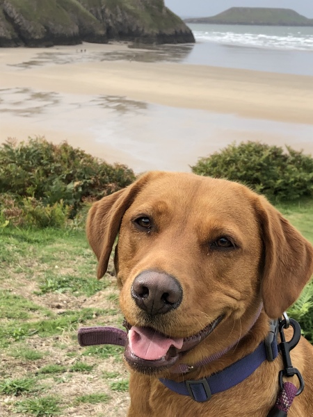 Tell me everything I need to know about Labradors please!