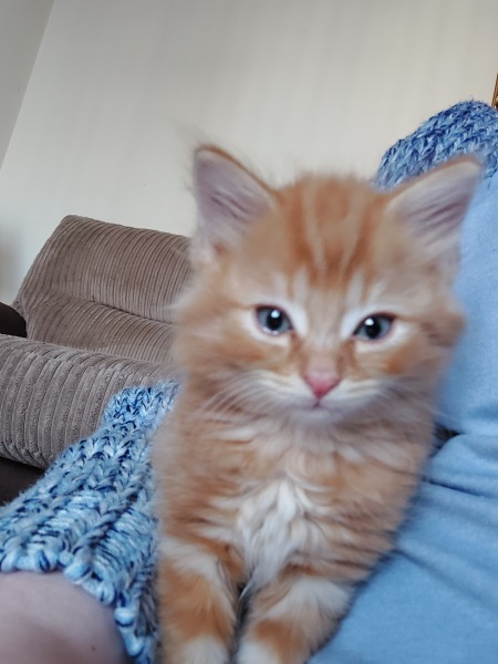 Help name my new kitten