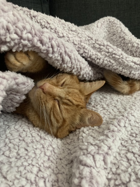 What has your experience of ginger  cats been ? 