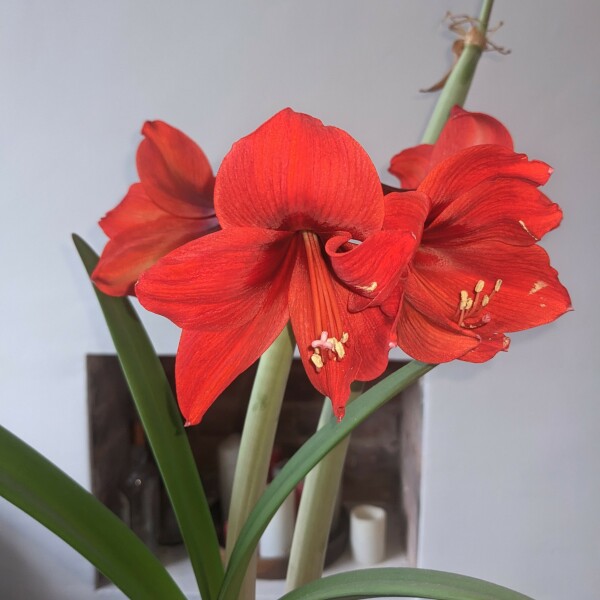 Who'd like an Amaryllis (Hippeastrum) thread?