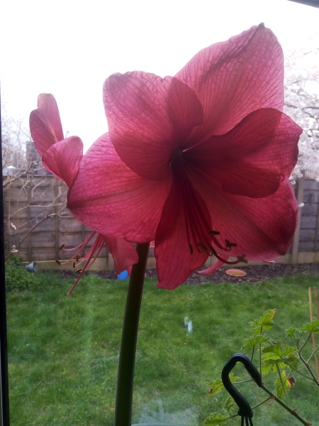 Who'd like an Amaryllis (Hippeastrum) thread?