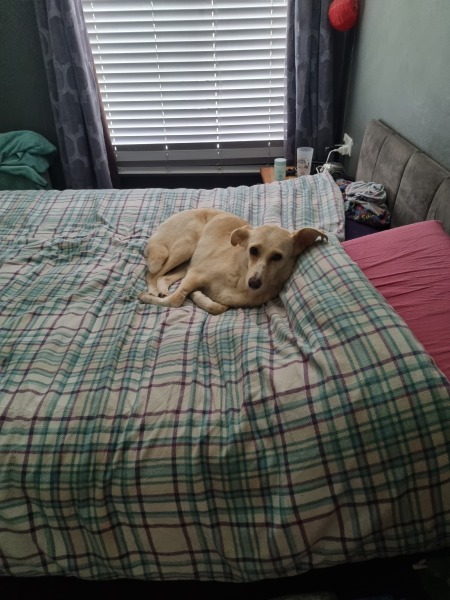 I think my dog is dying 