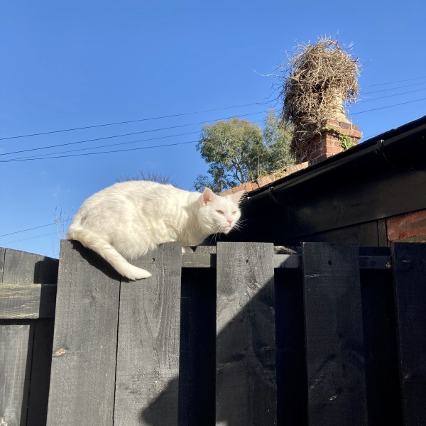 Pros and cons of having a cat?