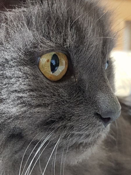 Cats used to be worshiped as Gods...