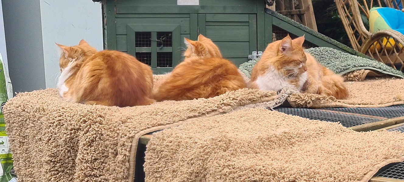 To KNOW Dcat was wrong and secretly think she should admit she was?