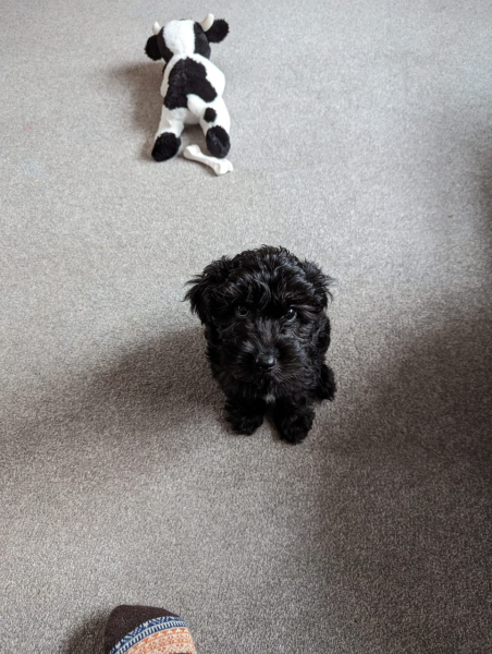 Miniature Cockapoo....first time pet owner
