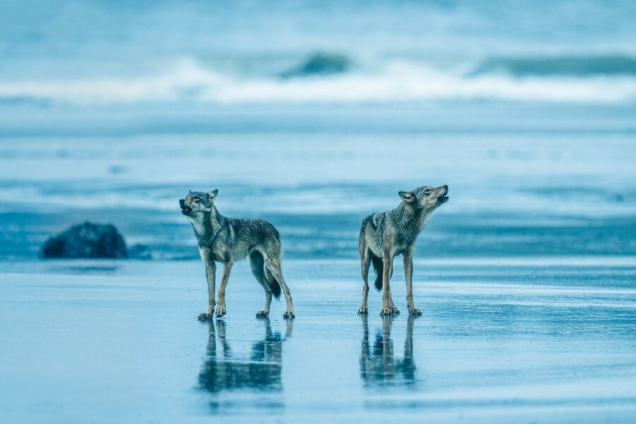 To think the reintroduction of the wild Wolf to Belgium is insanity?