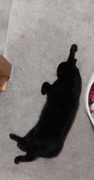 AIBU to think my cat could have written a nicer message in my Mother's Day card?