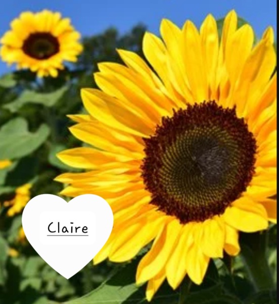No Words, Just flowers for Claire '#2'