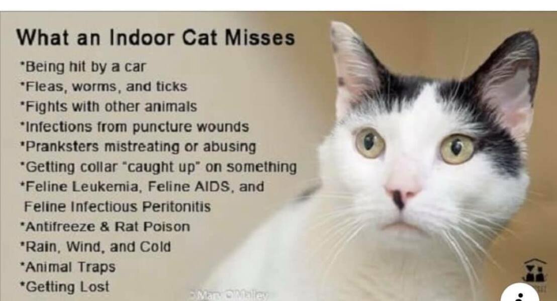 Cats banned from going outside in Australia, could it happen here?