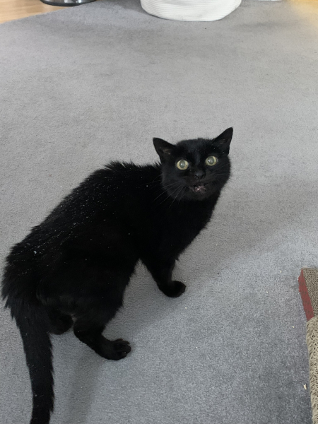 To KNOW Dcat was wrong and secretly think she should admit she was?