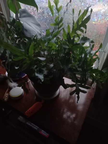 Phlebodium Aureum (Blue Star fern)