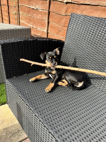 Puppy Survival Thread - as we approach Fireworks night for the first time…