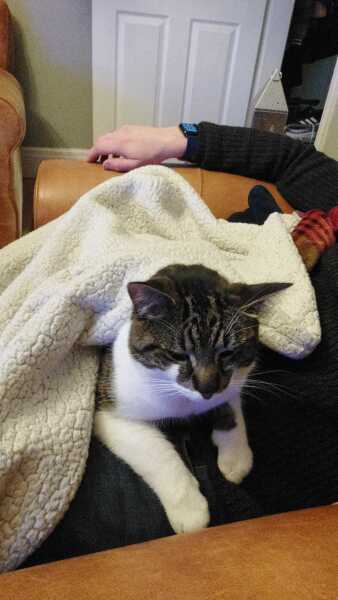 Cats used to be worshiped as Gods...