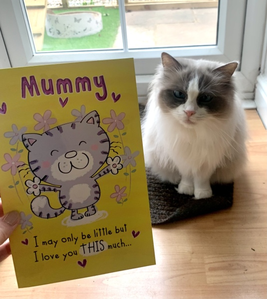 AIBU to think my cat could have written a nicer message in my Mother's Day card?